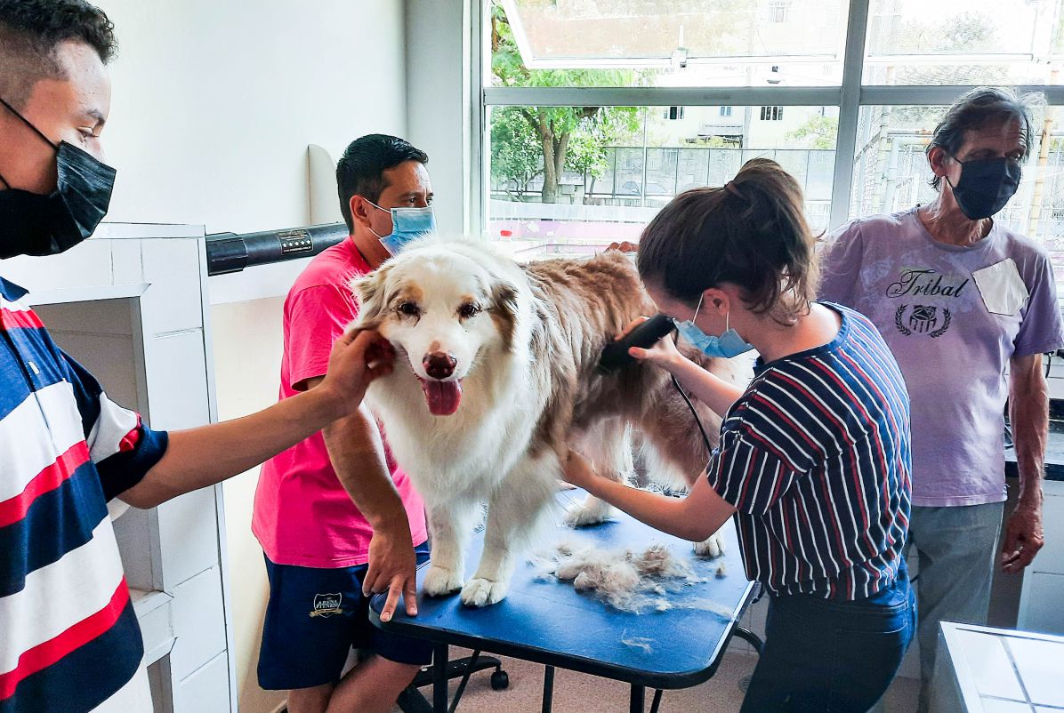 CCPL Barueri oferece curso gratuito de Auxiliar de Veterinário e Pet Shop 